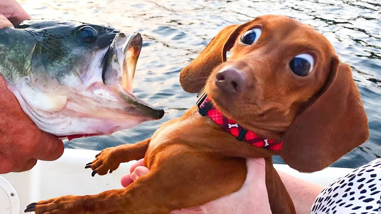 The Funniest Animal Videos Compilation! 😹🐶 Cat and Dog Videos That Don't Disappoint You 🐾😹