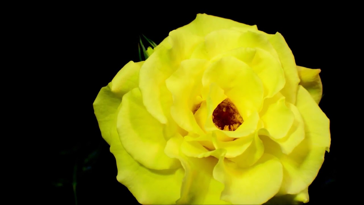 Amazing Flower Blooming Time Lapse Beautiful Flowers Pretty Flowers