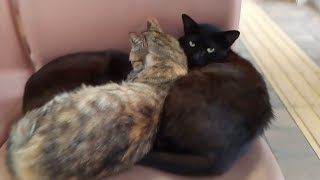 「今日はフェリー欠航だニャン」渡船場待合室に行ったら猫しか居なかった