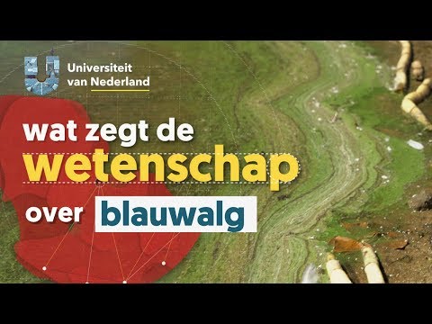 Video: Kun je zwemmen in orford?