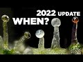 How to Tell When To Harvest Weed -Best Quality & Highest THC - 2022 Update