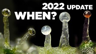 How to Tell When To Harvest Weed -Best Quality \& Highest THC - 2022 Update