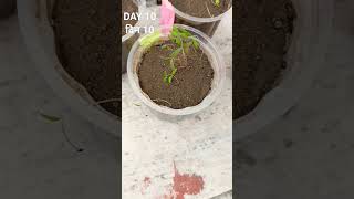 How To Grow Amaranthus From Seed.