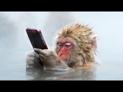 8 of the Craziest Facts about Snow Monkeys!