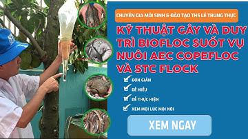 BIOFLOC GÂY VÀ DUY TRÌ TRONG SUỐT VỤ NUÔI TÔM KHÓ KHÔNG?