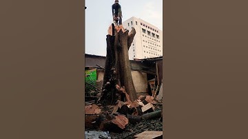 Lumberjack skill technique cutting a giant tree #shortvideo #treecutting #chainsaw