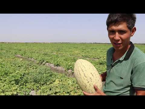 Video: Qovun Kalaxari