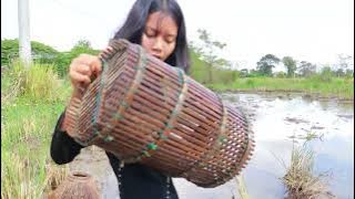 Fishing video-Girl find to catch fish in mud at the fields