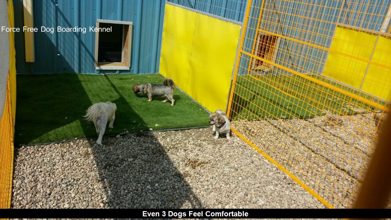 Cheap Dogs Boarding Facility Devon YouTube
