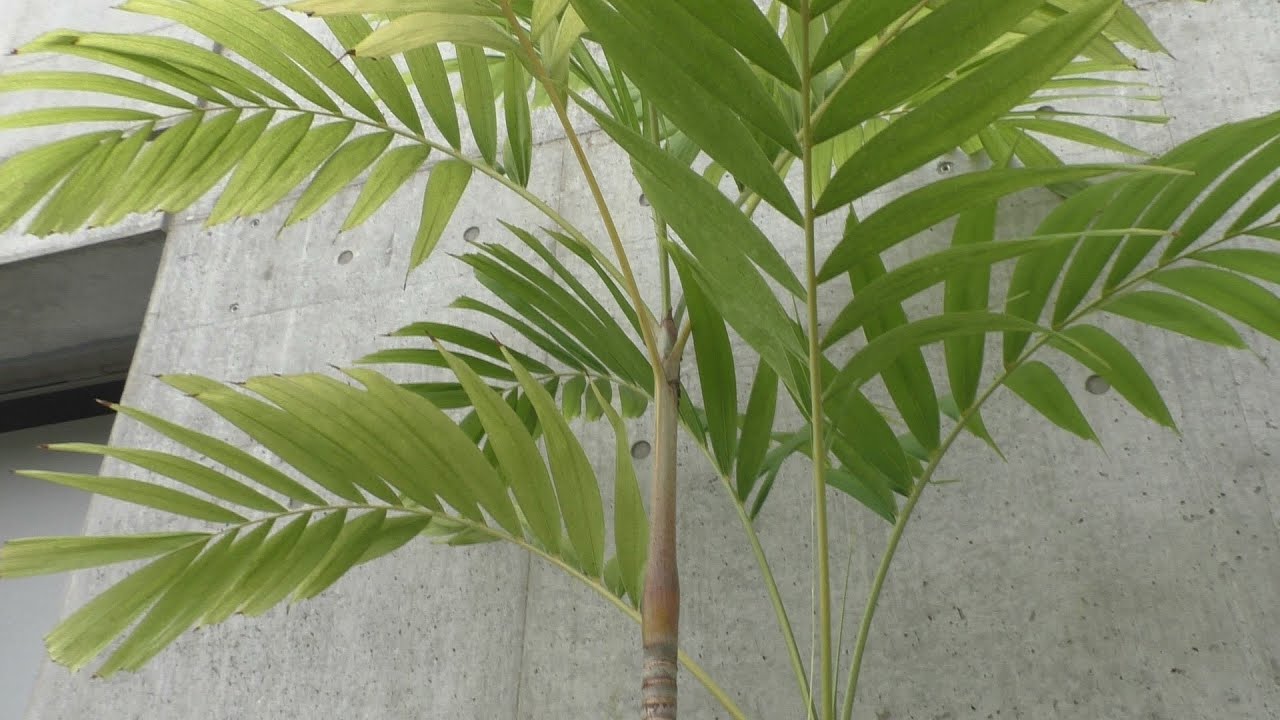 マニラヤシ パラワンヤシ（マニラヤシ）： Manila palm (Christmas palm) - YouTube