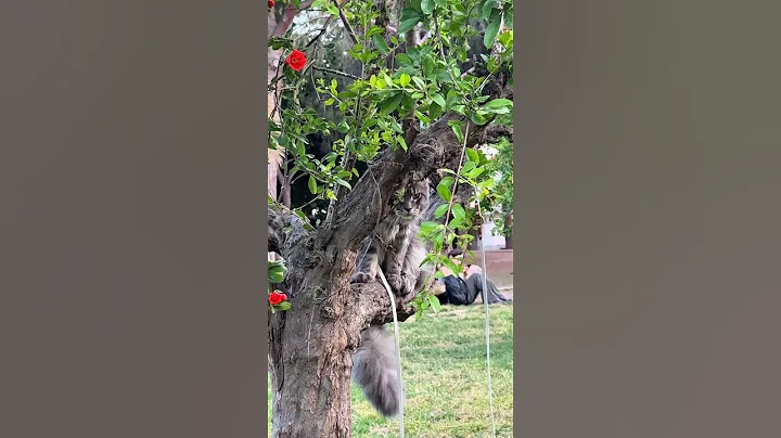 Watch the video about Shpioniro Golubiro?? 🔎🐱 #trending #cat #funnycats #pets #gatos #pets #shorts #mainecoon #funny