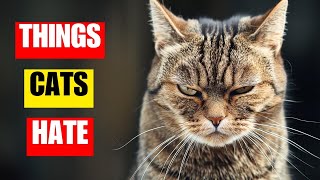 15 things cats hate | Avoid them