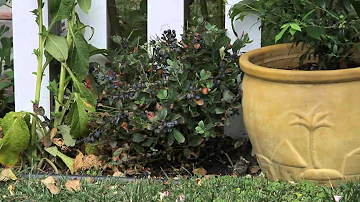 Can you plant blueberries along a fence?