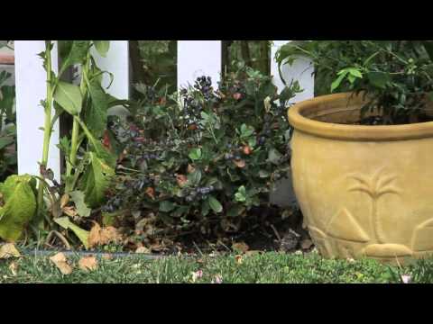 How to Plant Blueberries Near a Fence