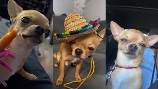 funny dogs compilation #279 😀🤣 (cute pawzam dogs 🐾)