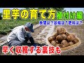 里芋の育て方を農家さんに聞いてみた【植付け編】基本的な植え方から農家の裏技も