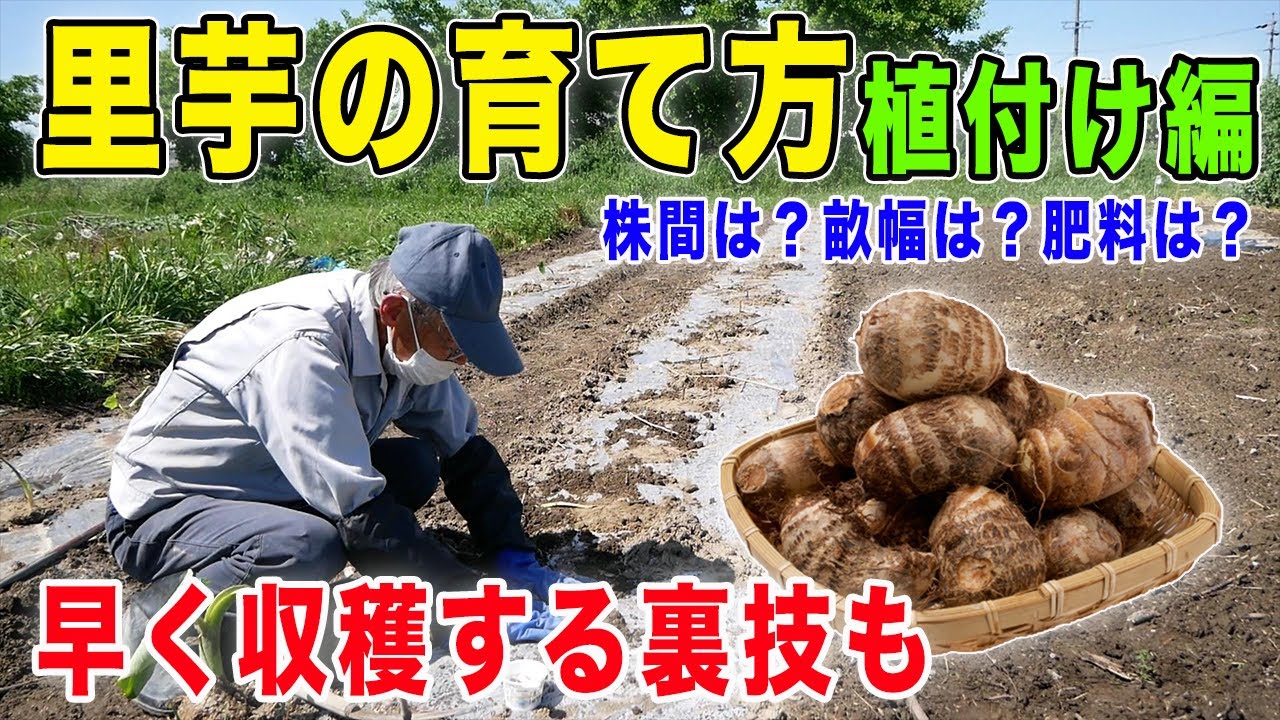 里芋の育て方を農家さんに聞いてみた 植付け編 基本的な植え方から農家の裏技も Youtube
