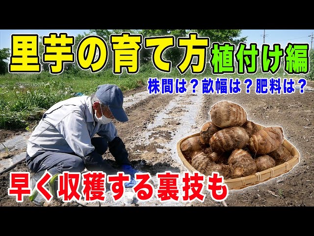 We asked farmers how to grow taro [Planting Edition] From basic