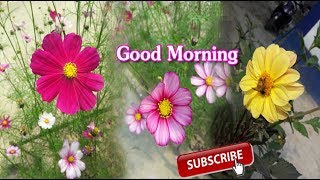 Good Morning Relaxing Music || Amazing Romantic Rose Music || Beautiful Rose Beautiful Nature screenshot 2