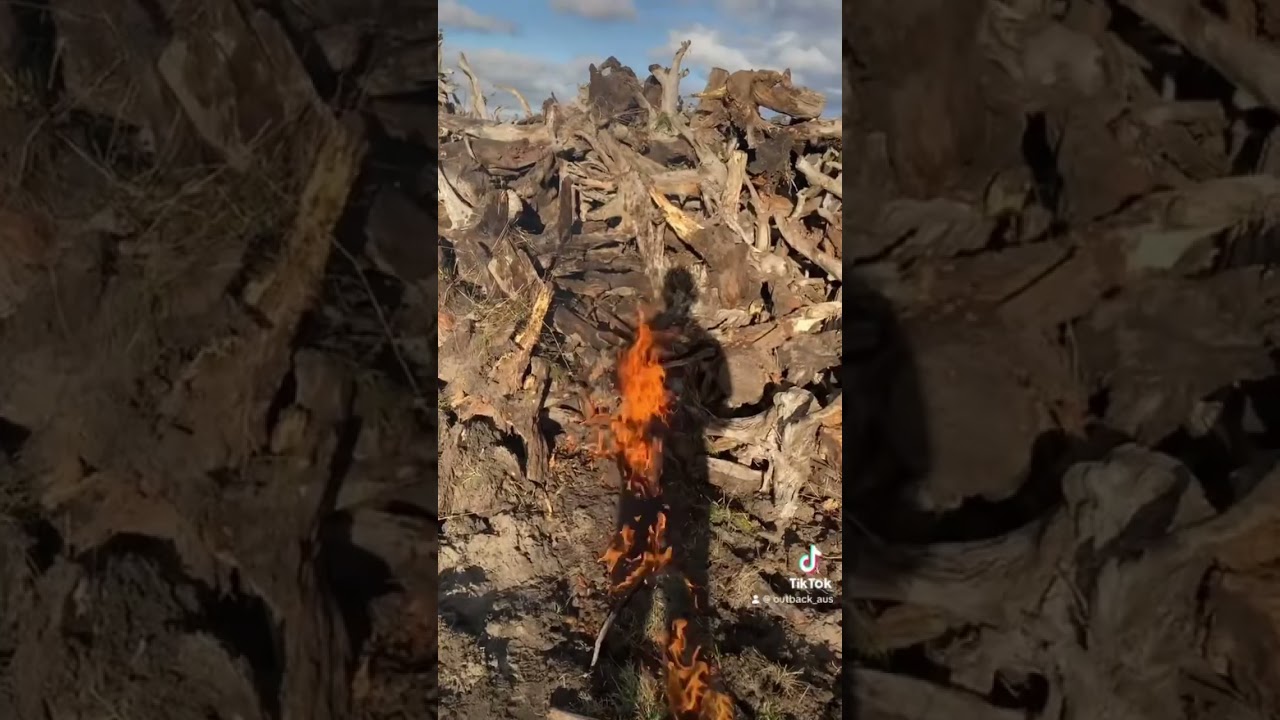 Cheeky paddock clearing 