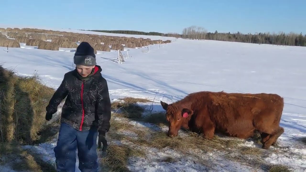 Winter Hay Bale Grazing in Deep Snow: Moving to Fresh Bales