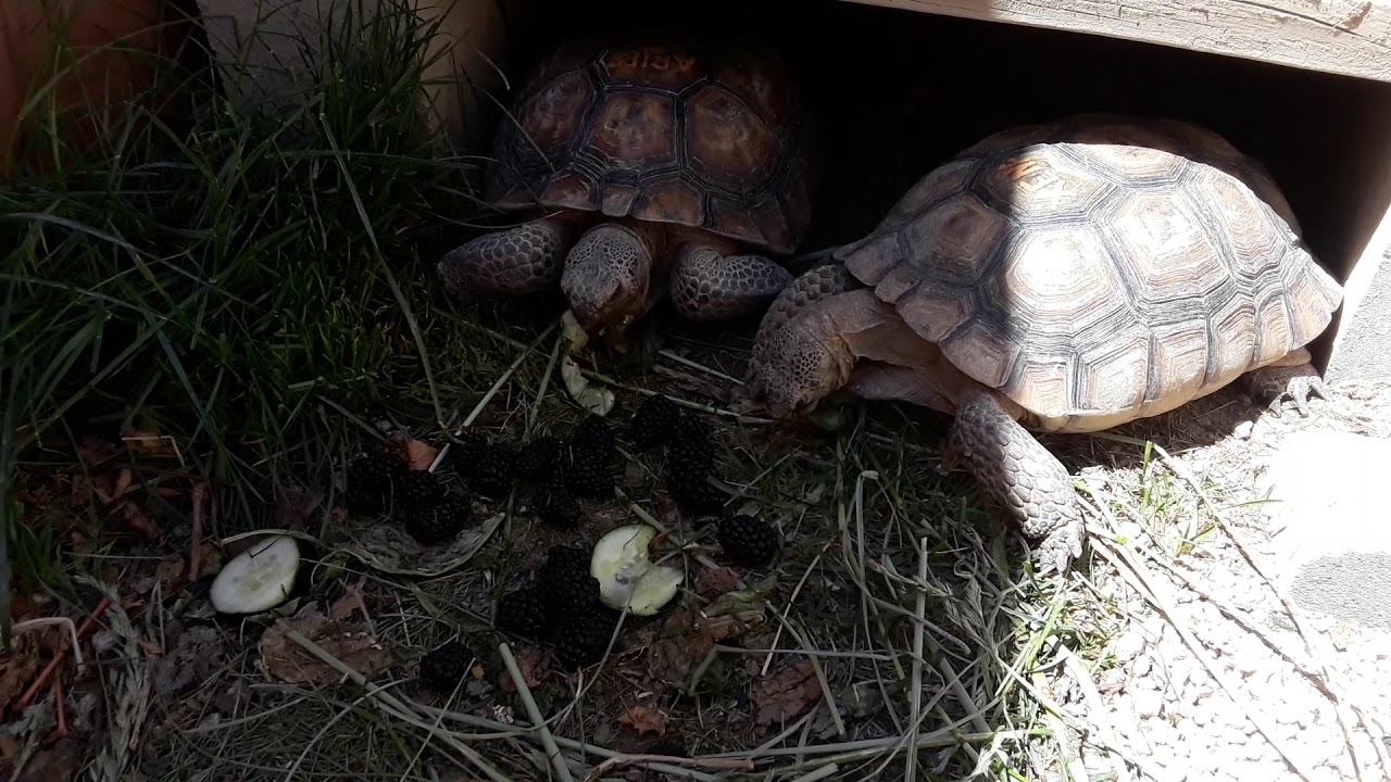 Desert tortoises eating cucumbers and blackberries YouTube