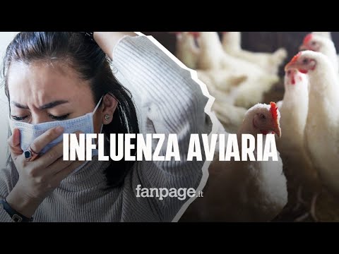 In Cina il primo caso umano di influenza aviaria H10N3, contagiato un 41enne di Jiangsu