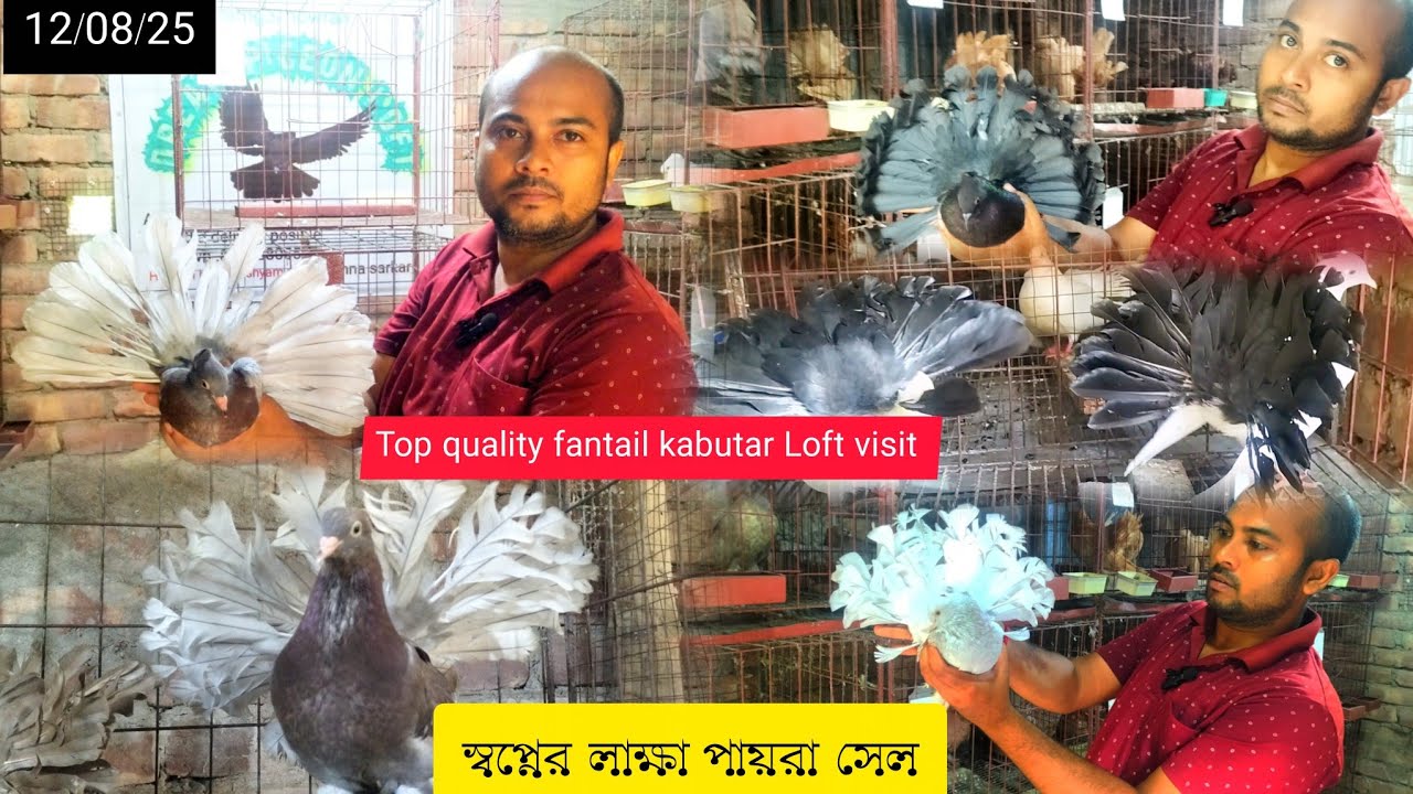 Top quality fantail kabutar Loft visitবাগনান.সামপুর সমস্ত রকম লাক্ষা পায়রা পাবেন#chandipurpakhirhat