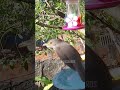 O Melhor Canto de Sabiá Laranjeira Cantando Livimente na natureza