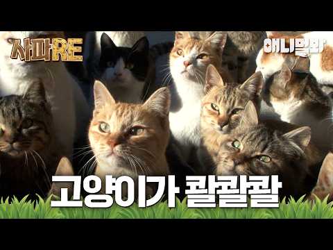 [#사파RE] 귀여운 냥이 무한 제공🐈 영상에 등장하는 고양이가 총 몇 마리일까요~?😺 #TV동물농장 #AnimalFarm #애니멀봐