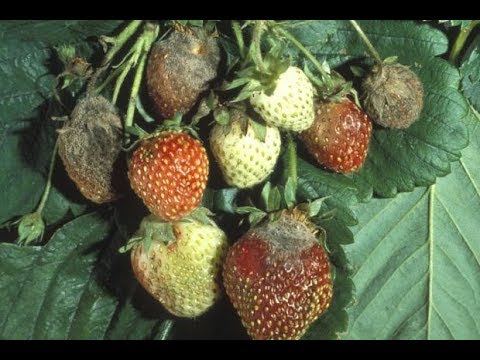 Vidéo: Informations sur l'anthracnose des fraises : comment traiter l'anthracnose des fraises