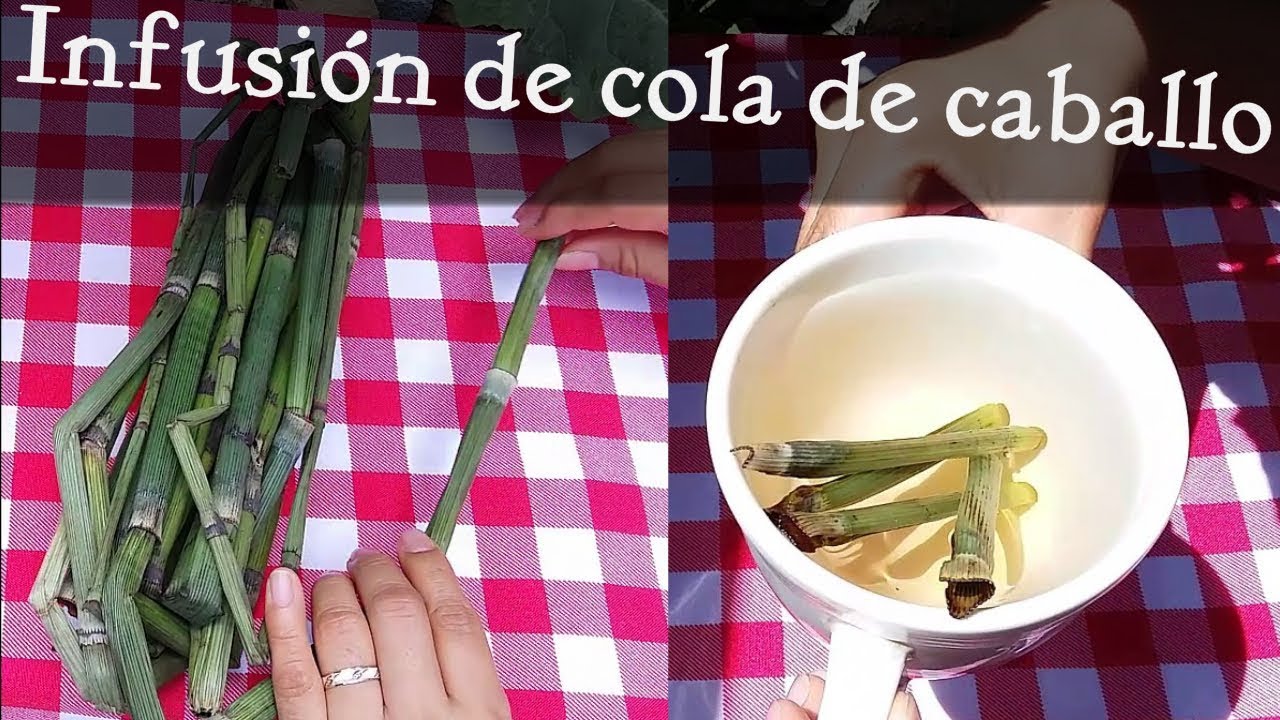 Té de Cola de Caballo para los Riñones: Un Remedio Natural con Fundamento Científico Té de Cola de Caballo para los Riñones: Un Remedio Natural con Fundamento Científico
