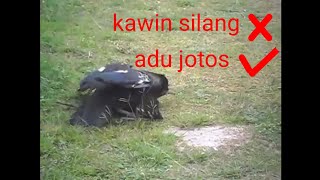 Entog vs ayam dikira mau kawin silang teryata adu jotos