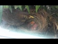 Newly Hatched Blackbird Chicks Day 2
