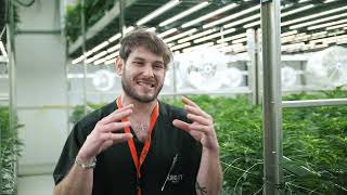 King City Gardens Sees Surge in Production Under Fluence LED Technology