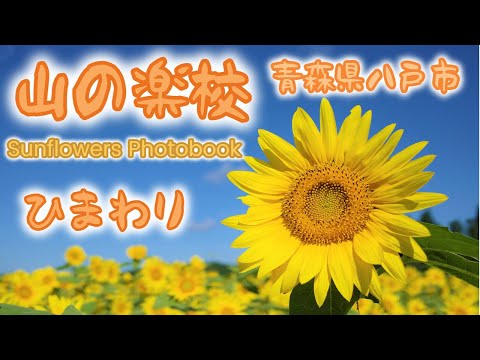 山の楽校 ひまわり畑 向日葵 青森県 八戸市 花の写真集 Florist Shin 世界を癒す 花の写真集 日本最大級 200万本 向日葵の花 ひまわりの花 向日葵畑 花の写真の撮り方