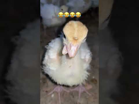 ربنا يسترها يا باشا 😂😂