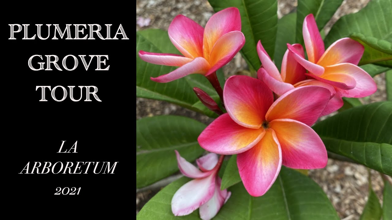 TONS of Plumeria's at The LA Arboretum and Botanic Garden are in bloom!
