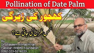 How to Pollinate Date Palm Trees | Date Palm Tree Hand Pollination Easy And Effective Method