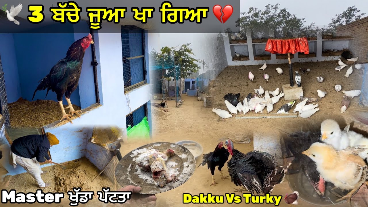 ਤਿੰਨ ਬੱਚੇ ਚੂਹਾ ਖਾ ਗਿਆ 🕊️💔|| Master ਖੁੱਡਾ ਪੱਟ ਕੇ ਦੇਖਿਆ || Dakku ਬਾਹਰ ਕੱਢਿਆ ਅੱਜ |#kabootar #petsvlog