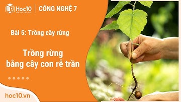 Trồng rừng bằng cây con rễ trần - Công nghệ 7 | Hoc10
