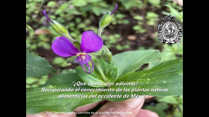 Capítulo Juvenil “¿Qué comes que adivinas? Recuperando el conocimiento de las plantas nativas alimen
