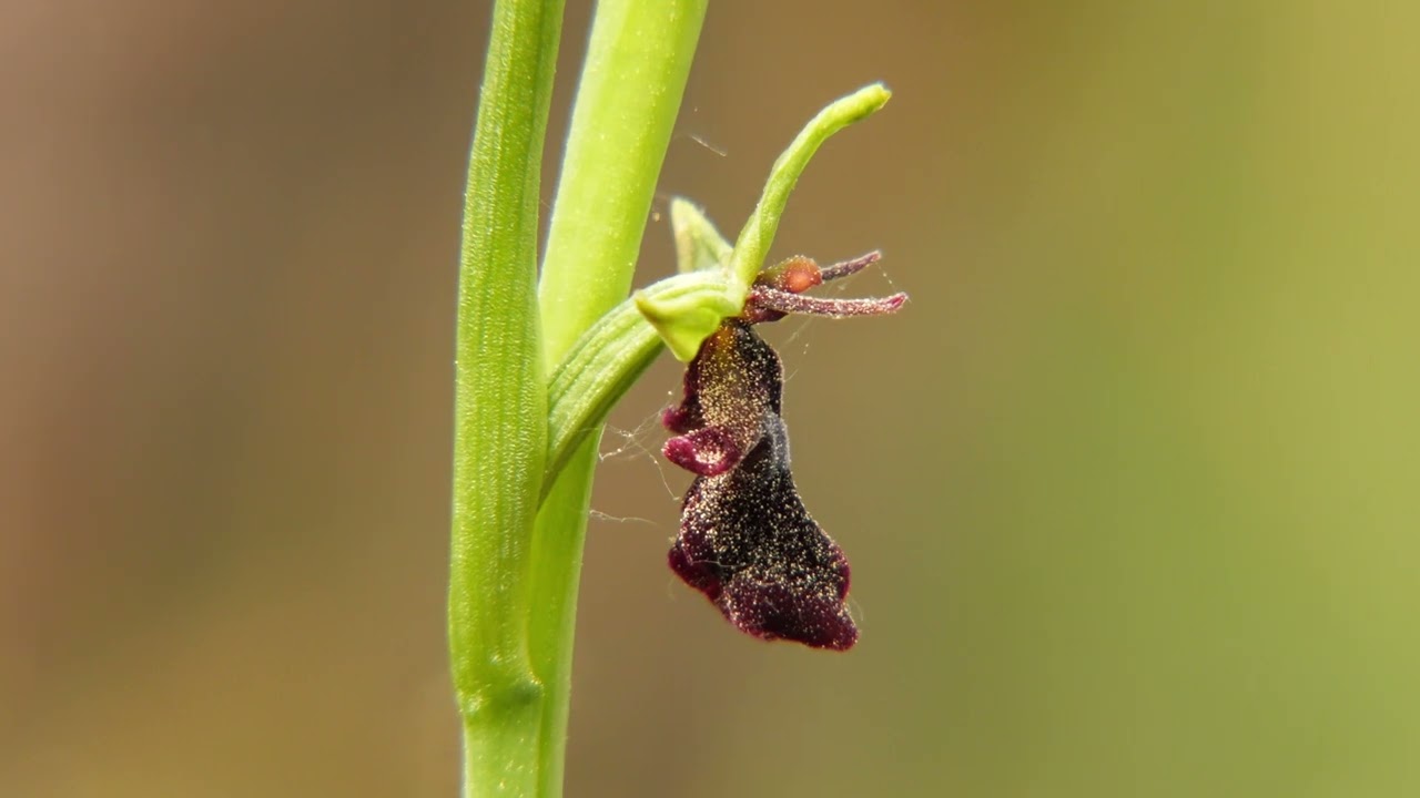 Přírodní památky a rezervace naší vlasti