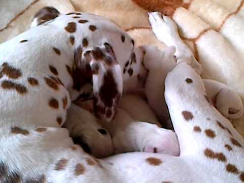 New Born Dalmatian Pups Youtube