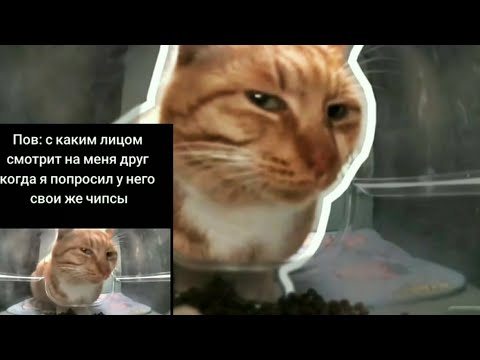Реакция на Небуди - КОТ СМОТРИТ - ОТКУДА МЕМ?