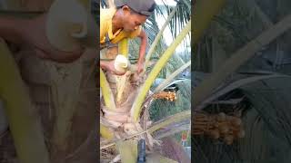 Coconut Flower Tapping Process 🌴💧Natural Coconut Sap Harvest