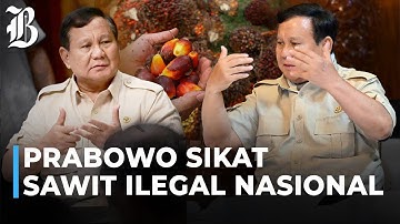Prabowo Bongkar Besar-besaran Lahan Sawit Ilegal!