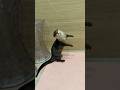 仲良くターンの練習をする双子のカワウソ #shorts