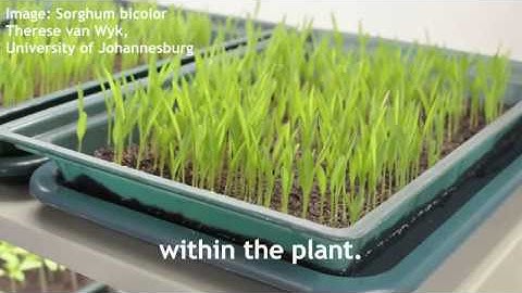 How Bacteria Prime Sorghum for a Stronger 