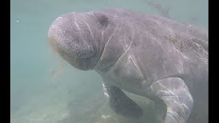 Meet the Manatees / Ламантины